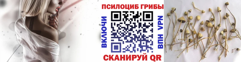 Купить закладки  Реж  Псилоцибиновые грибы Magic Shrooms 